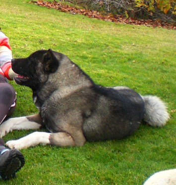 baloo jugando en el pasto